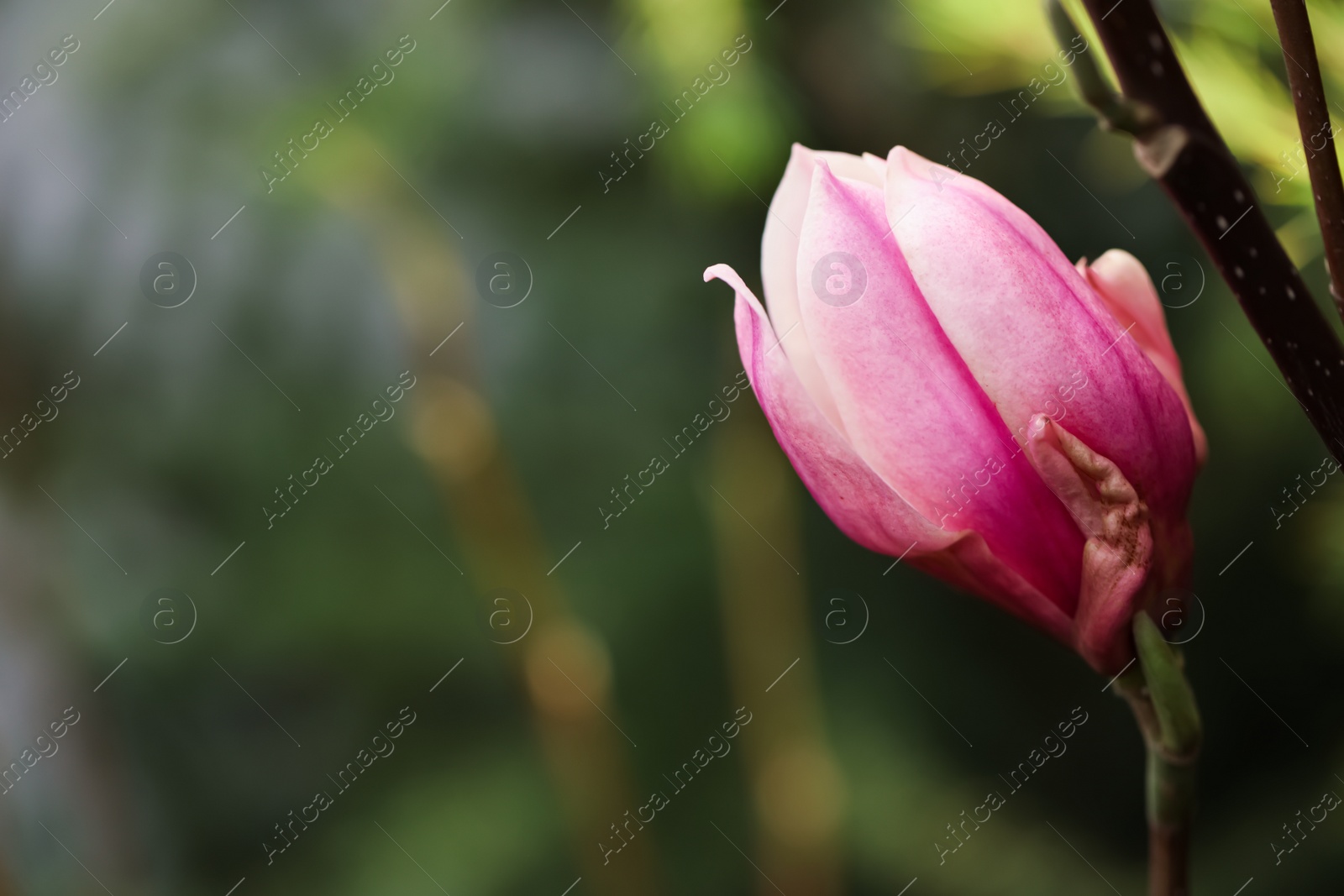 Photo of Beautiful bud of magnolia tree on blurred background. Space for text