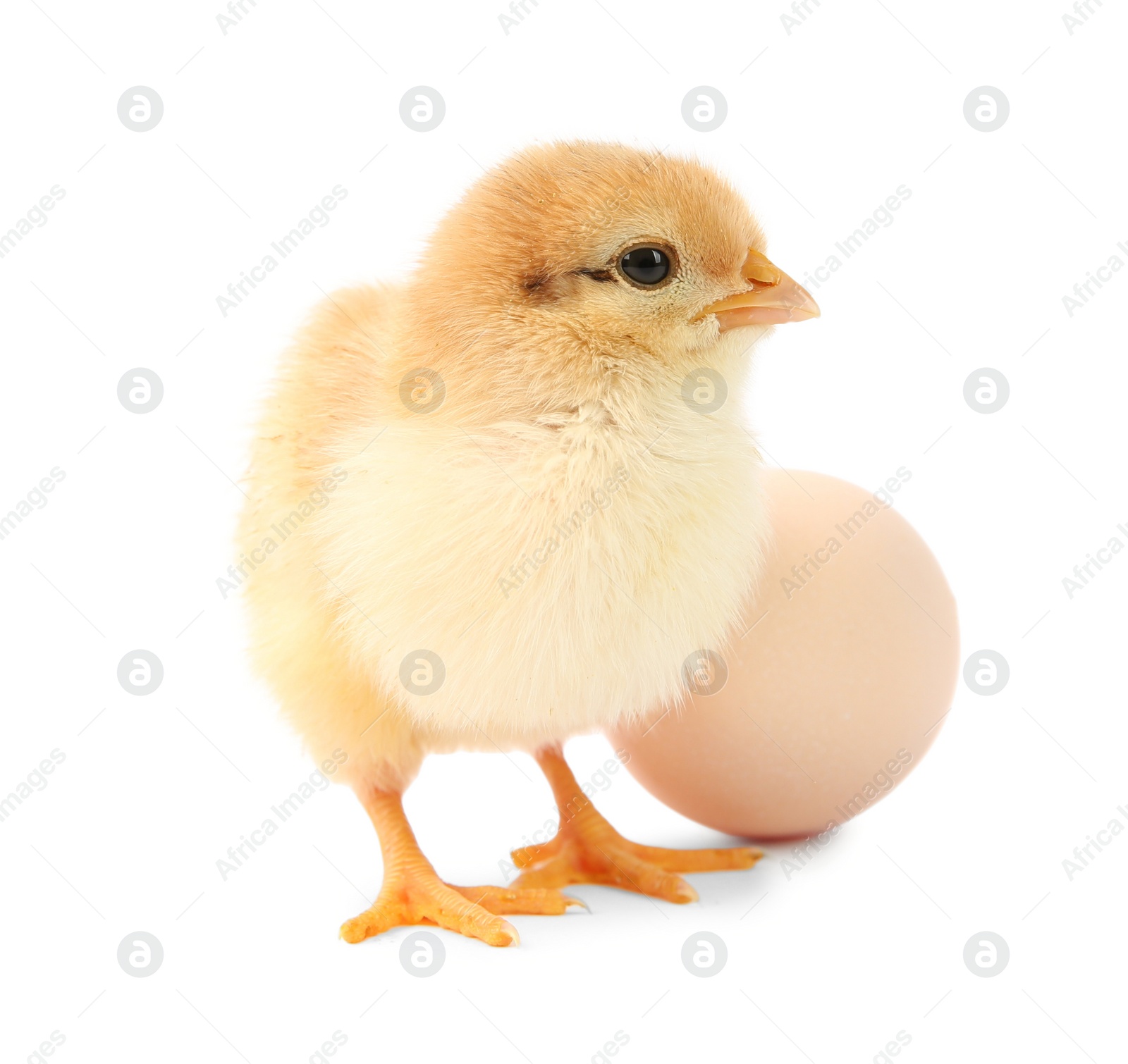 Photo of Cute chick and egg isolated on white. Baby animal