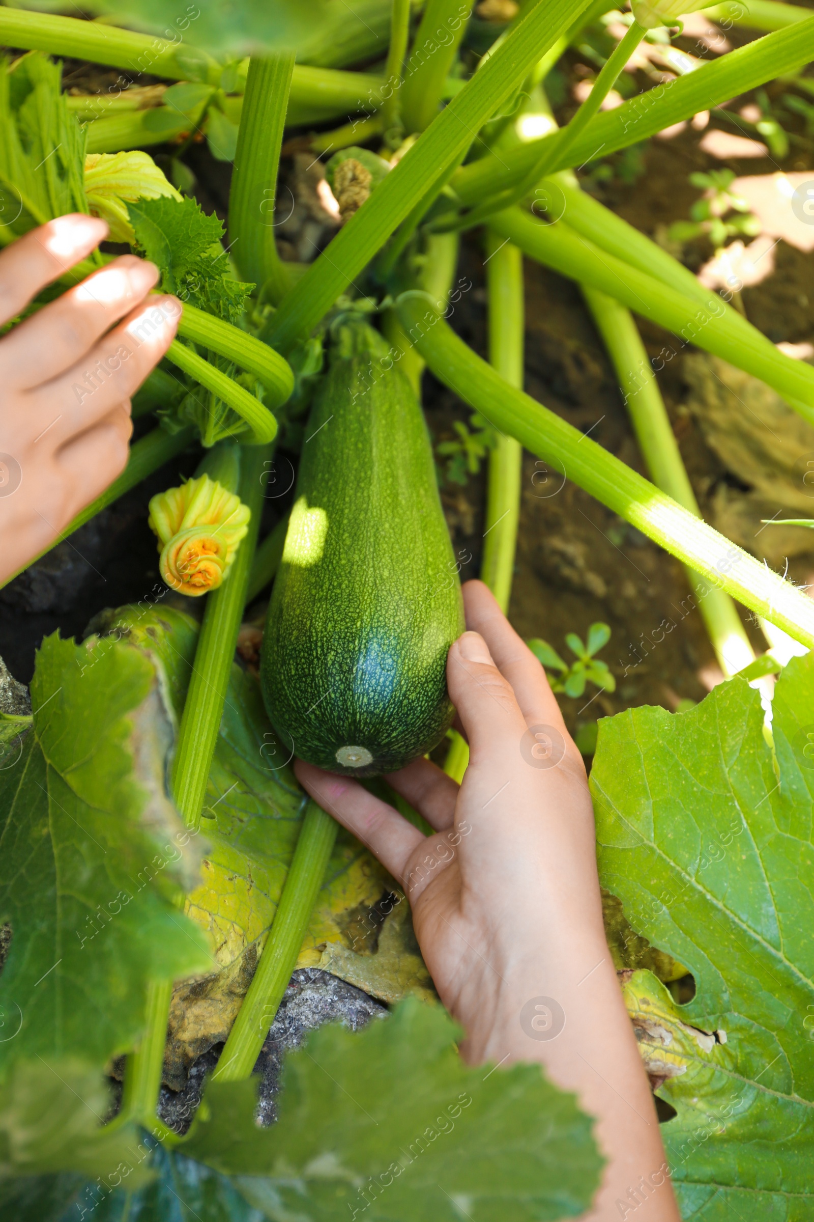 Photo of Woman picking ripe green zucchini outdoors, closeup