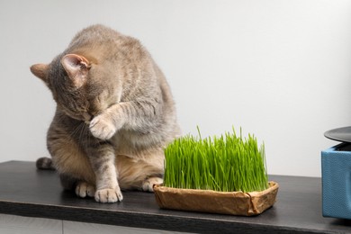 Cute cat and fresh green grass on wooden desk near white wall indoors