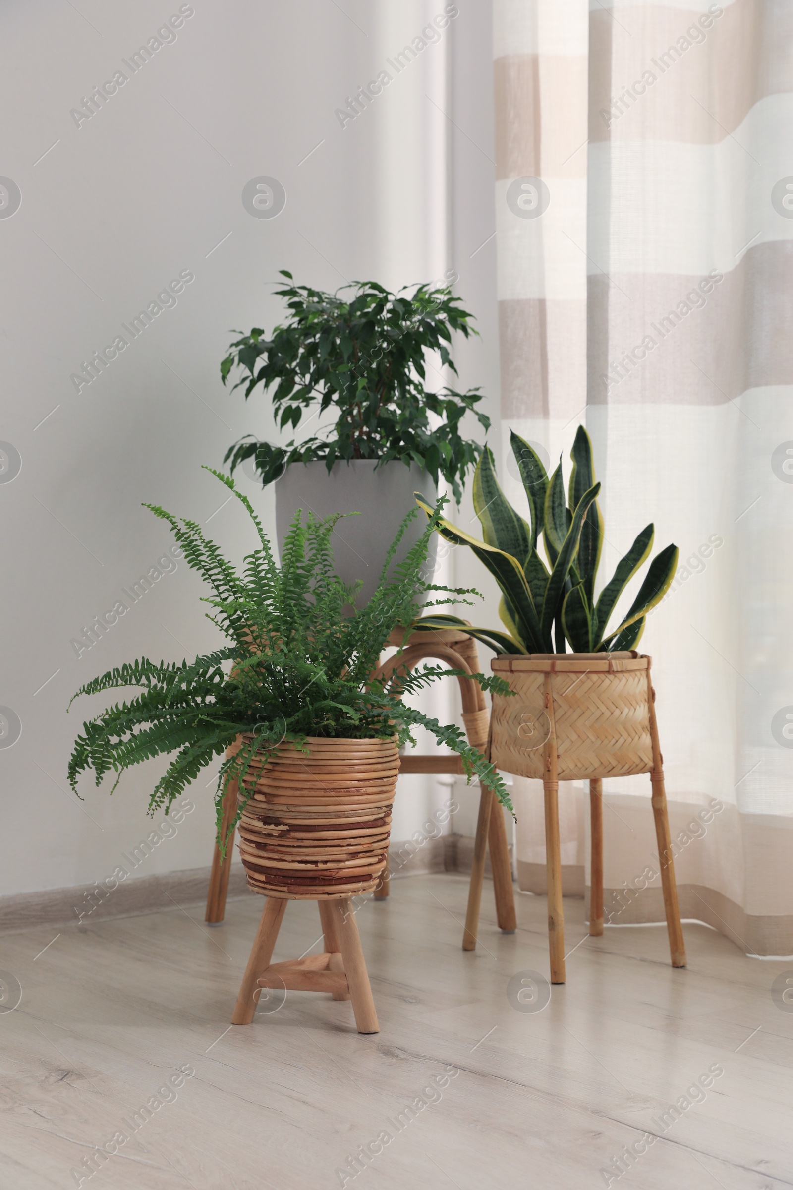 Photo of Beautiful houseplants near window in light room. Interior design