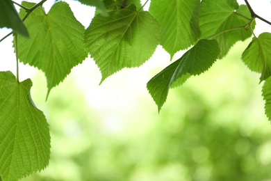 Closeup view of linden tree with fresh young green leaves outdoors on spring day