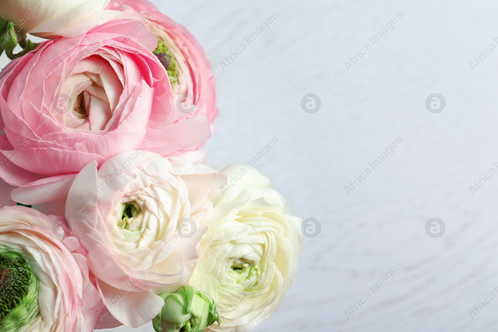 Photo of Beautiful ranunculus flowers on light background, closeup