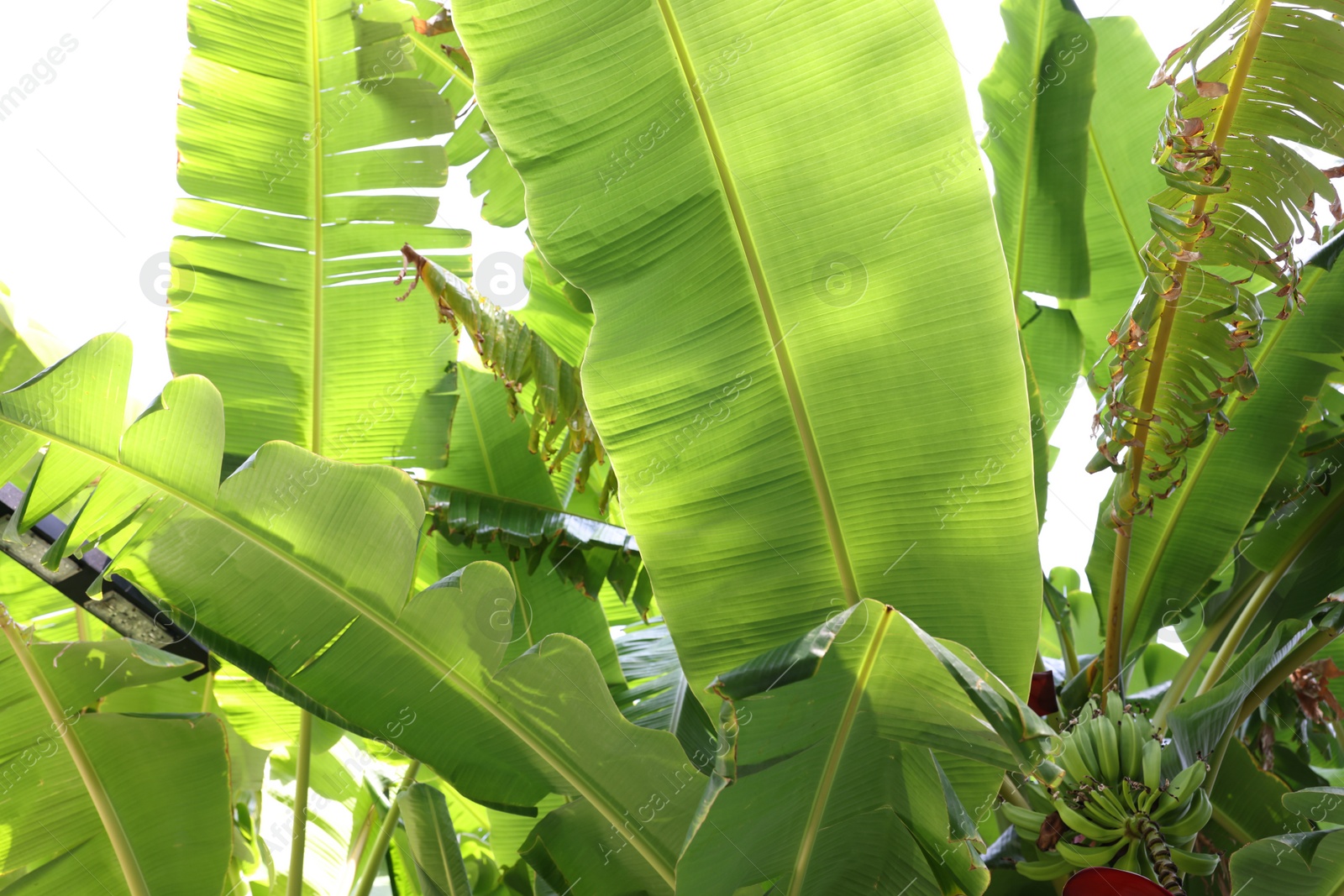 Photo of Tropical plant with green leaves and ripening bananas outdoors