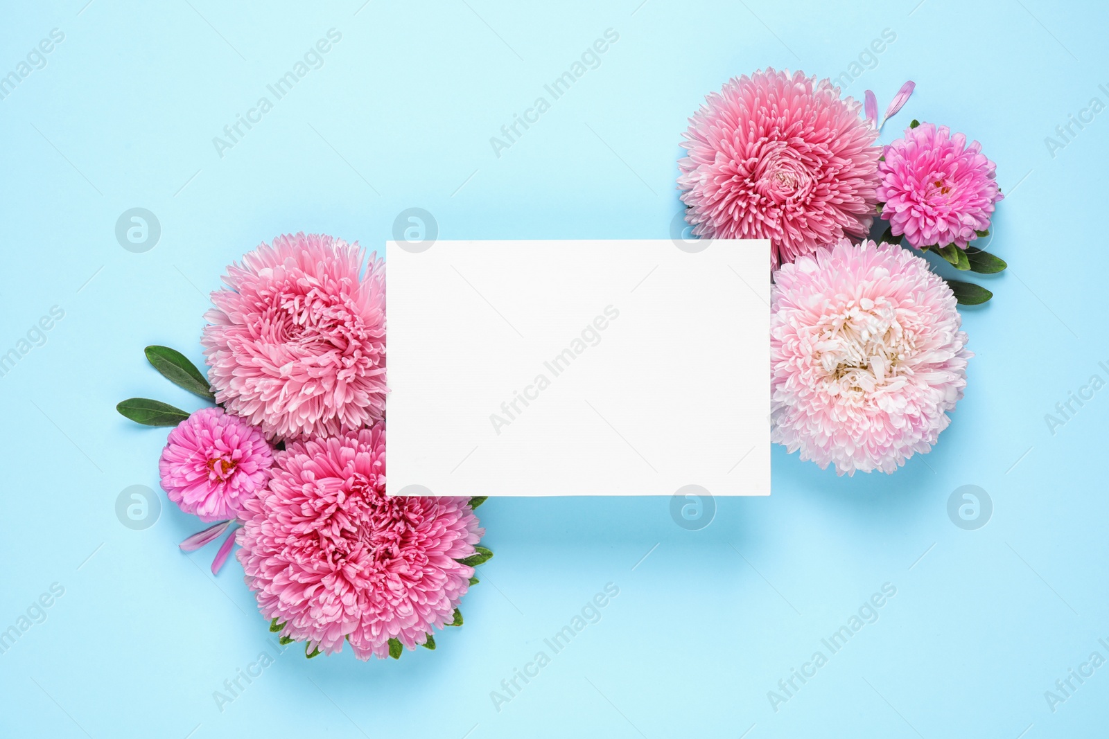 Photo of Flat lay composition with beautiful aster flowers and blank card on light blue background. Space for text