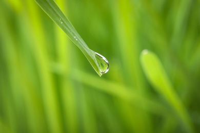 Photo of Water drop on grass blade against blurred background, closeup