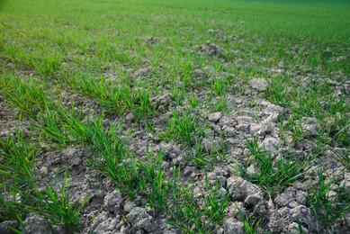 Clay soil field with lush green grass