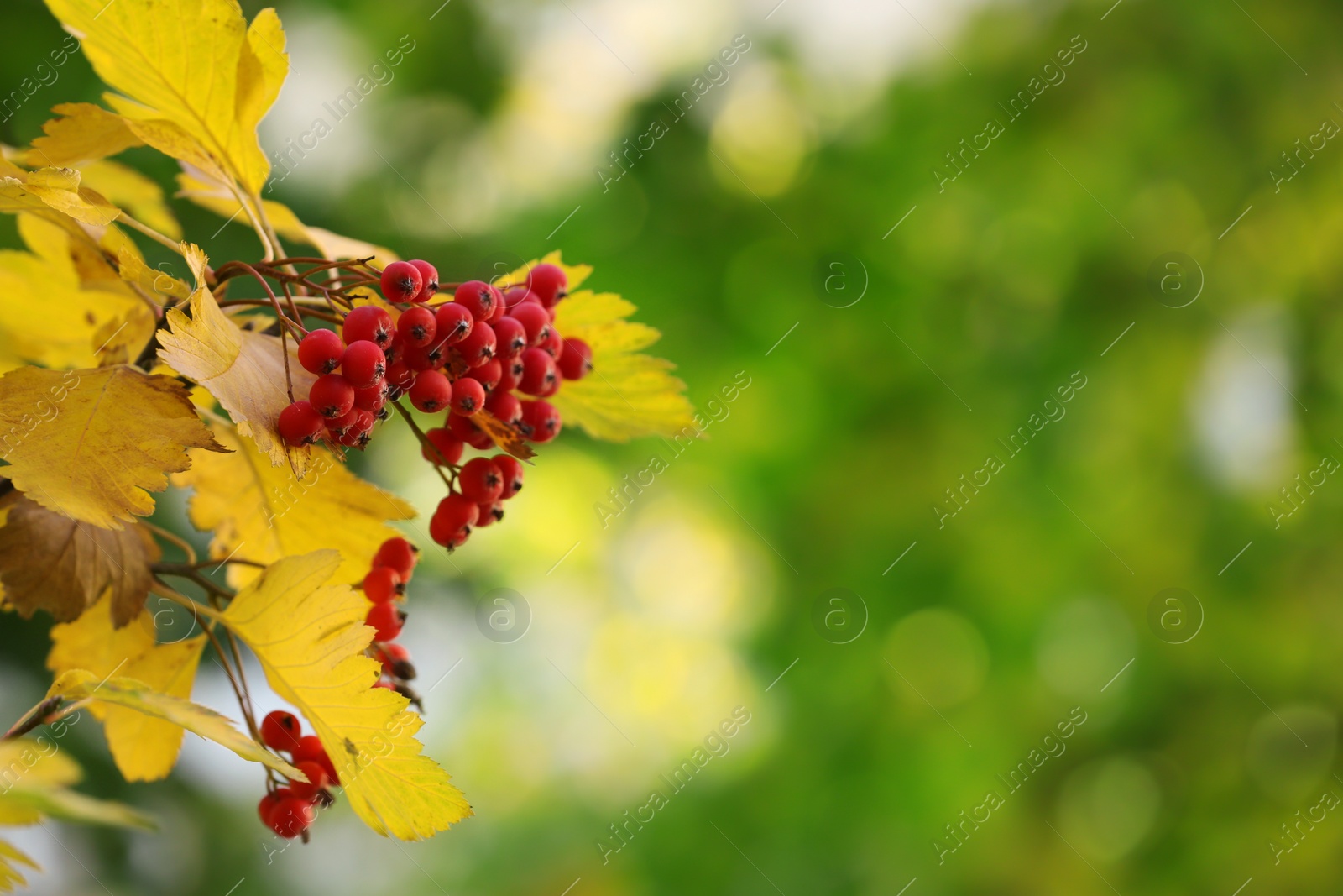 Photo of Rowan tree branch with red berries outdoors, closeup. Space for text