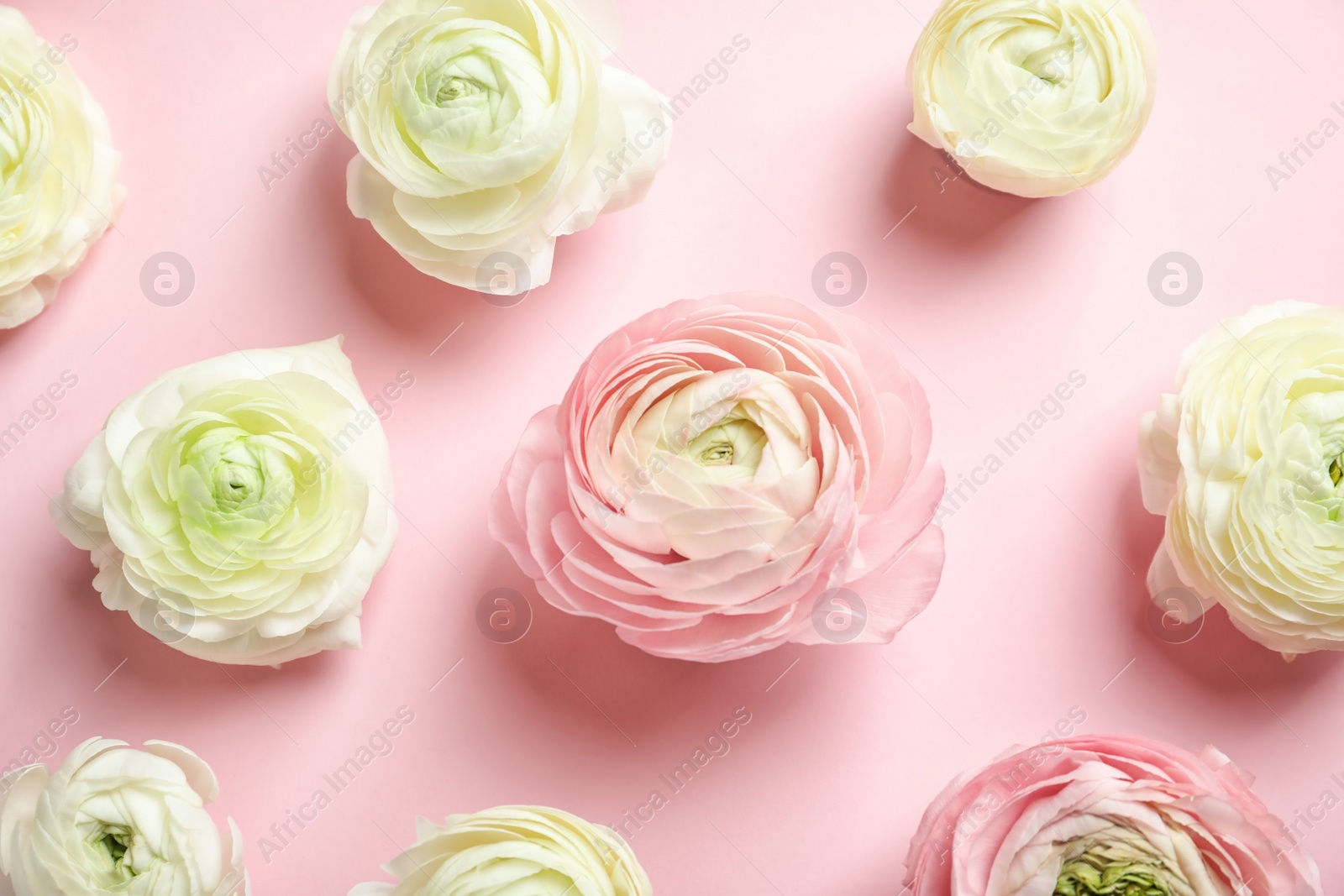 Photo of Beautiful ranunculus flowers on color background