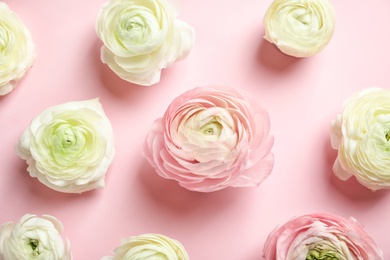 Beautiful ranunculus flowers on color background