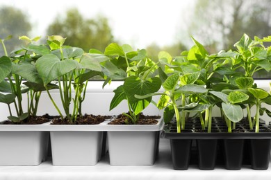 Photo of Seedlings growing in plastic containers with soil on windowsill. Gardening season