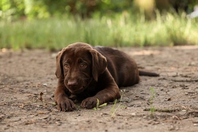 Adorable Labrador Retriever puppy lying in park outdoors