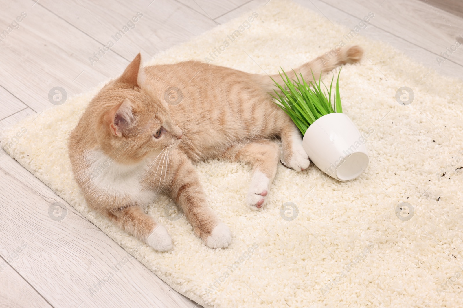 Photo of Cute ginger cat near overturned houseplant on carpet at home