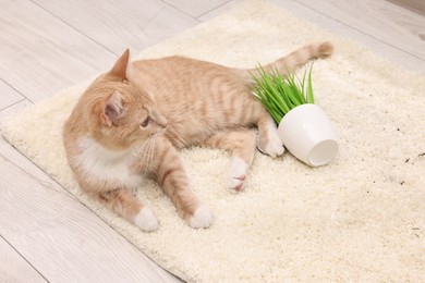 Cute ginger cat near overturned houseplant on carpet at home