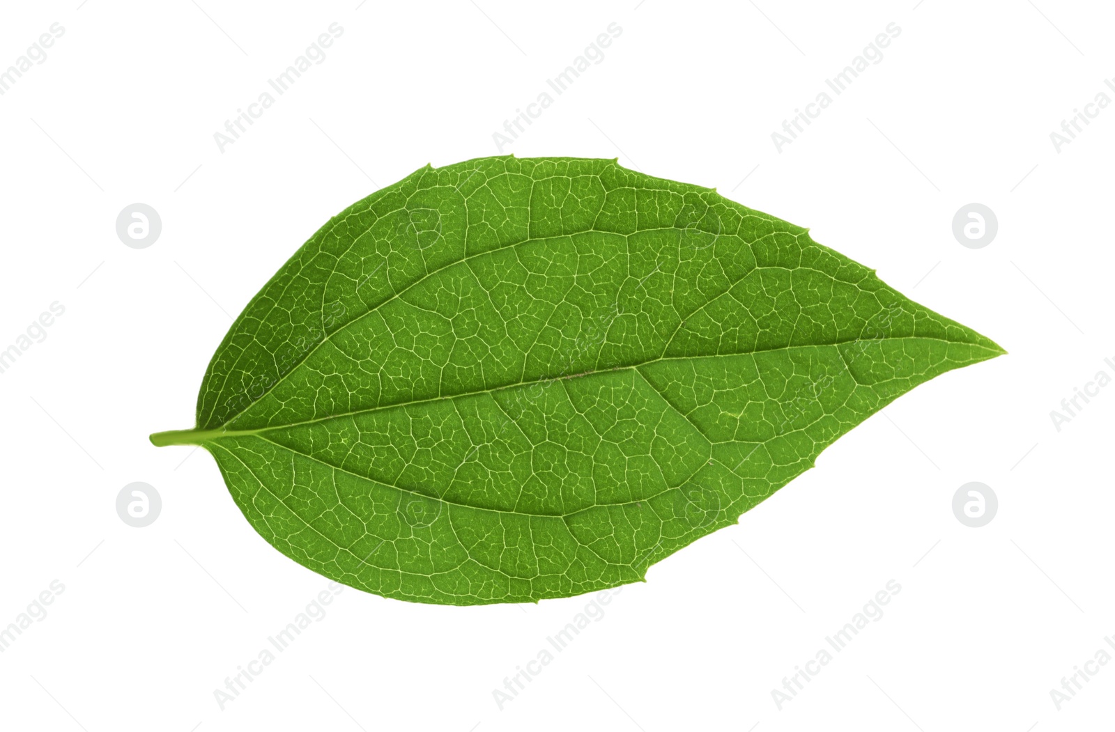 Photo of Leaf of jasmine plant isolated on white