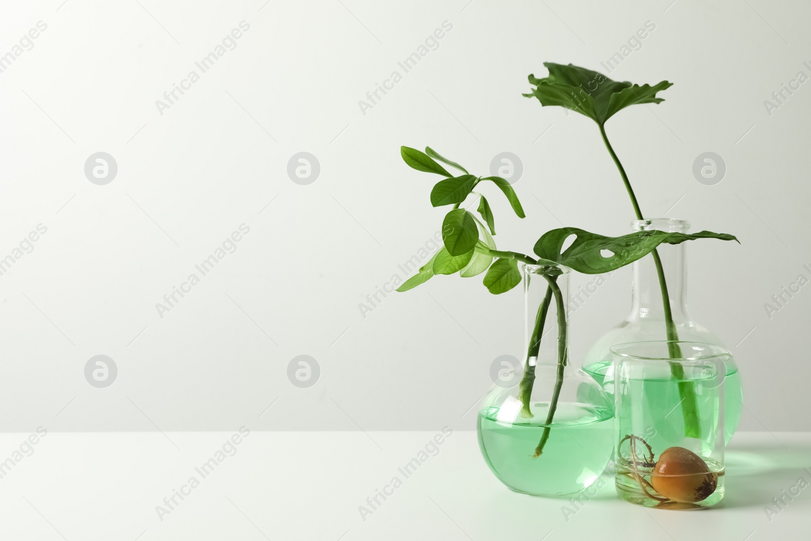 Photo of Laboratory glassware with plants on white background. Chemistry concept