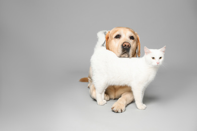 Cute Labrador dog with stethoscope as veterinarian and cat on grey background