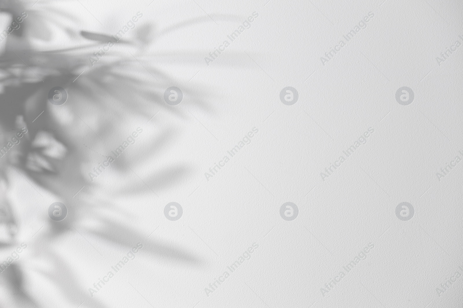 Photo of Shadow of plant falling on white wall, space for text