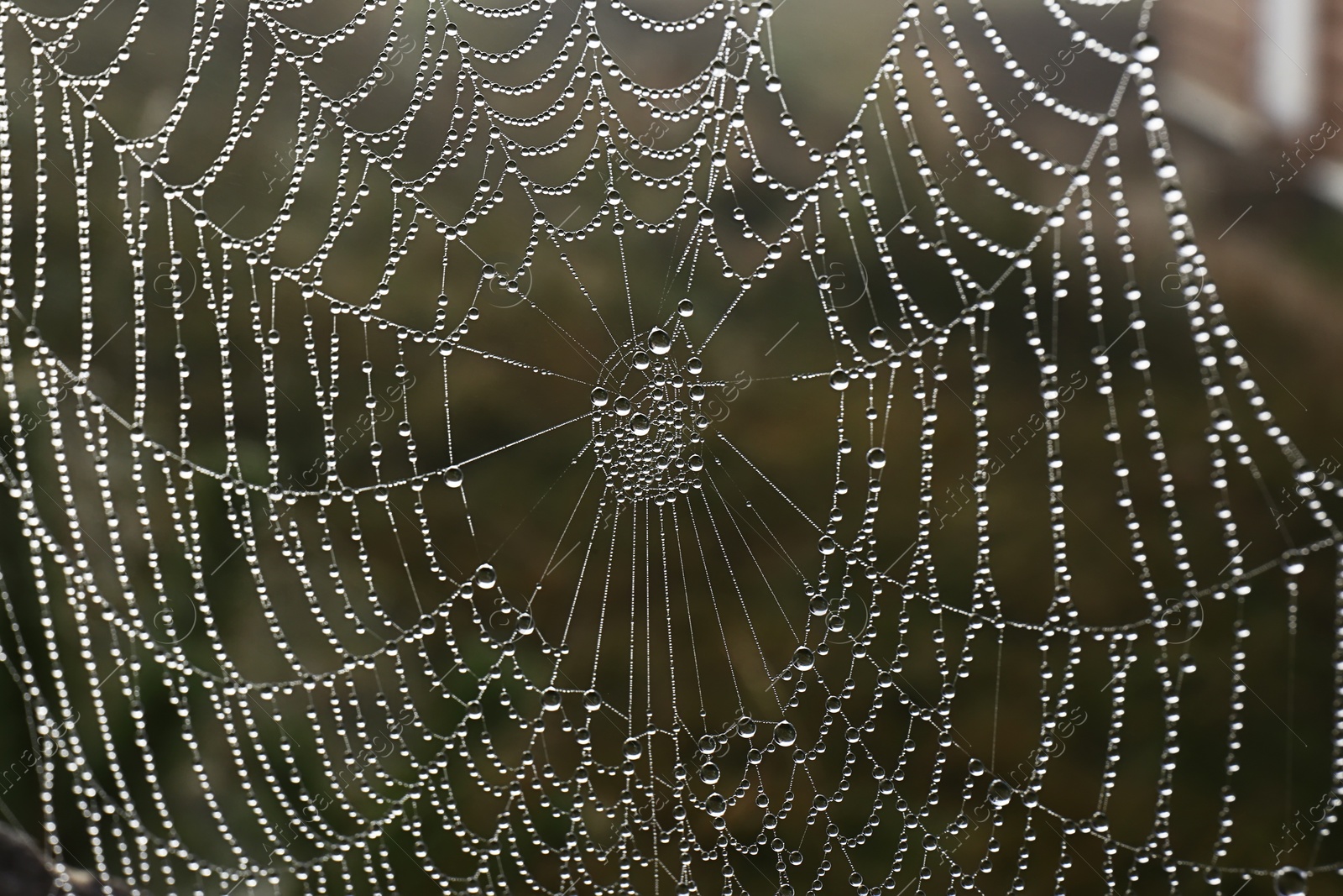 Photo of Beautiful spiderweb with morning dew outdoors, closeup