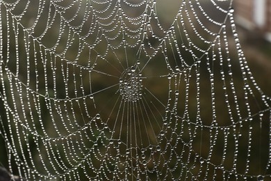 Photo of Beautiful spiderweb with morning dew outdoors, closeup