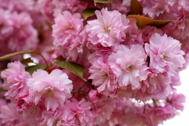 Closeup view of blossoming pink sakura tree outdoors