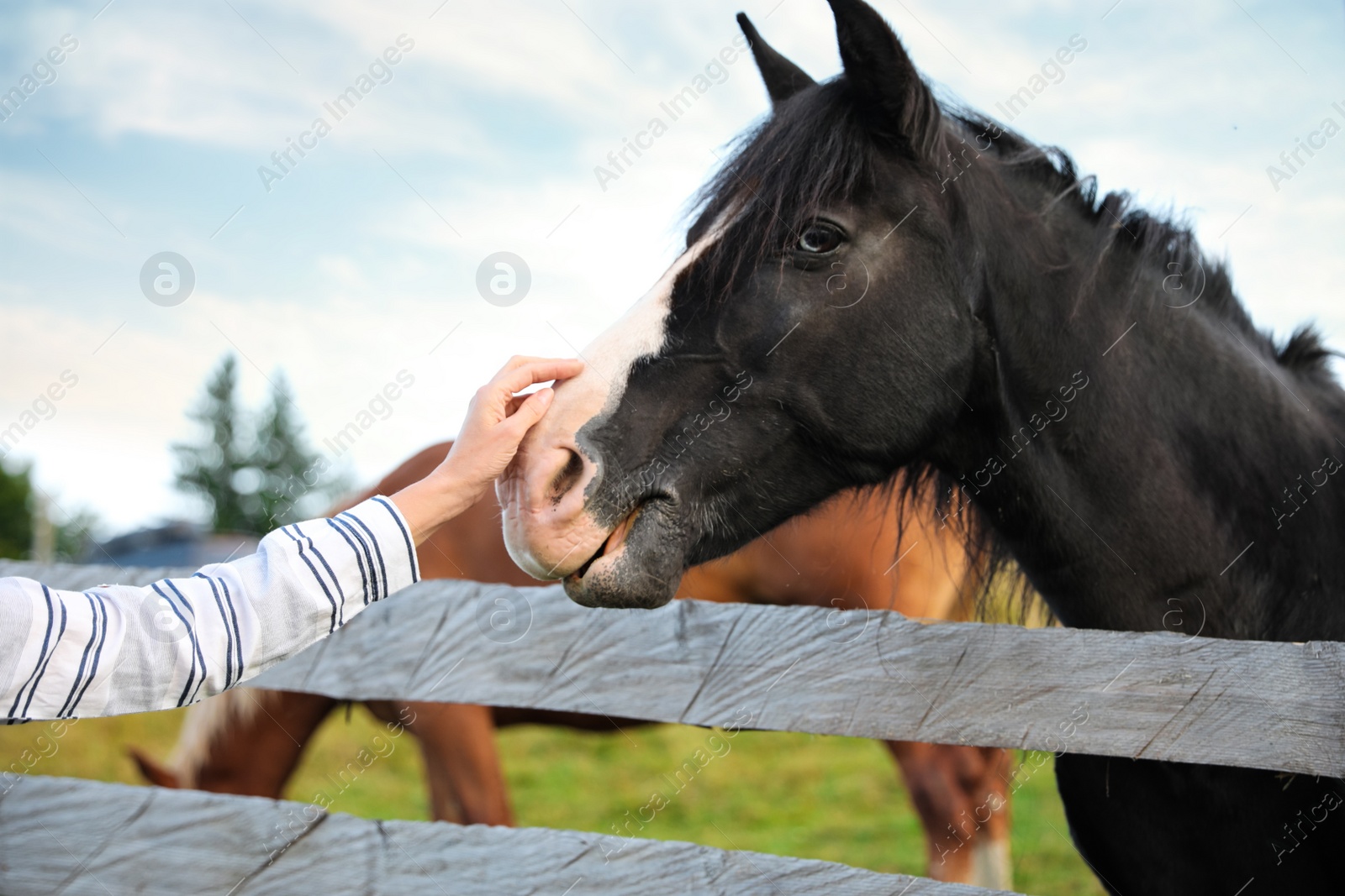 Photo of Woman stroking beautiful horse near wooden fence outdoors, closeup. Lovely domesticated pet