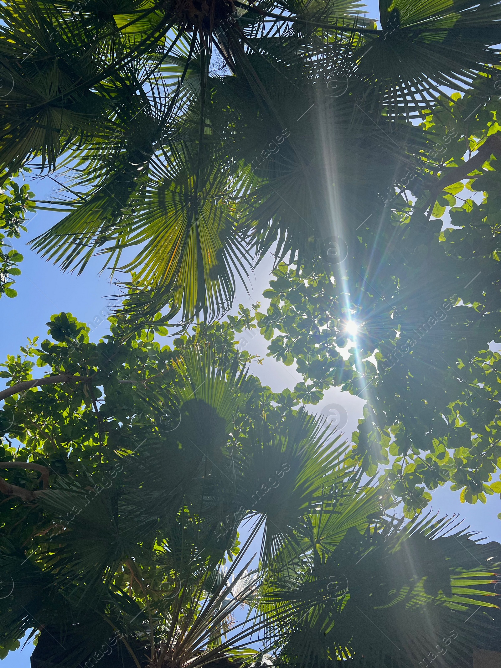 Photo of Beautiful tropical trees with green leaves against blue sky, bottom view