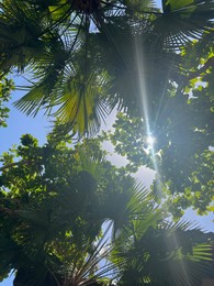 Beautiful tropical trees with green leaves against blue sky, bottom view