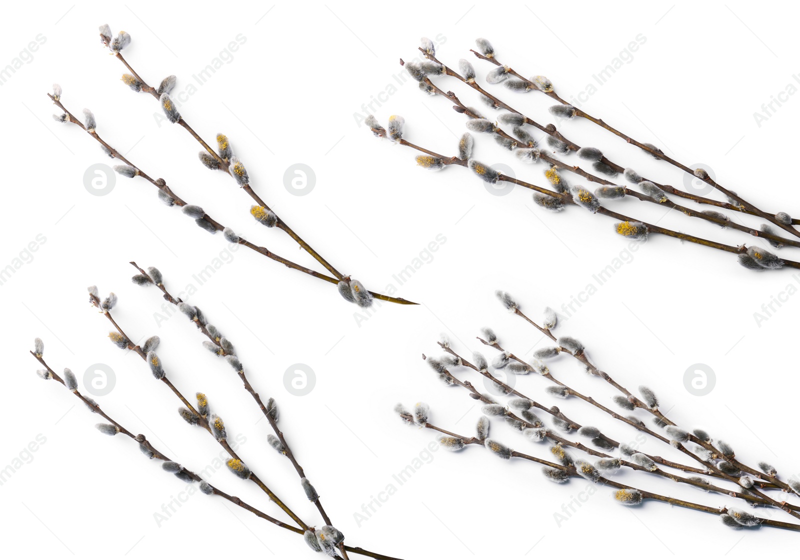 Image of Willow branches with fluffy catkins isolated on white