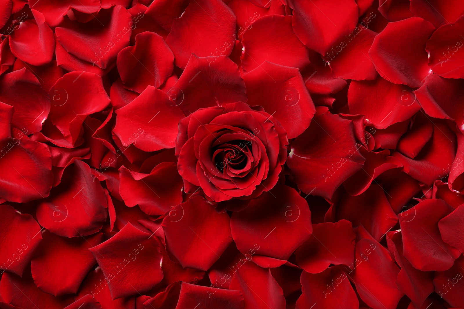 Photo of Beautiful red rose flower and petals as background, top view