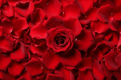 Photo of Beautiful red rose flower and petals as background, top view