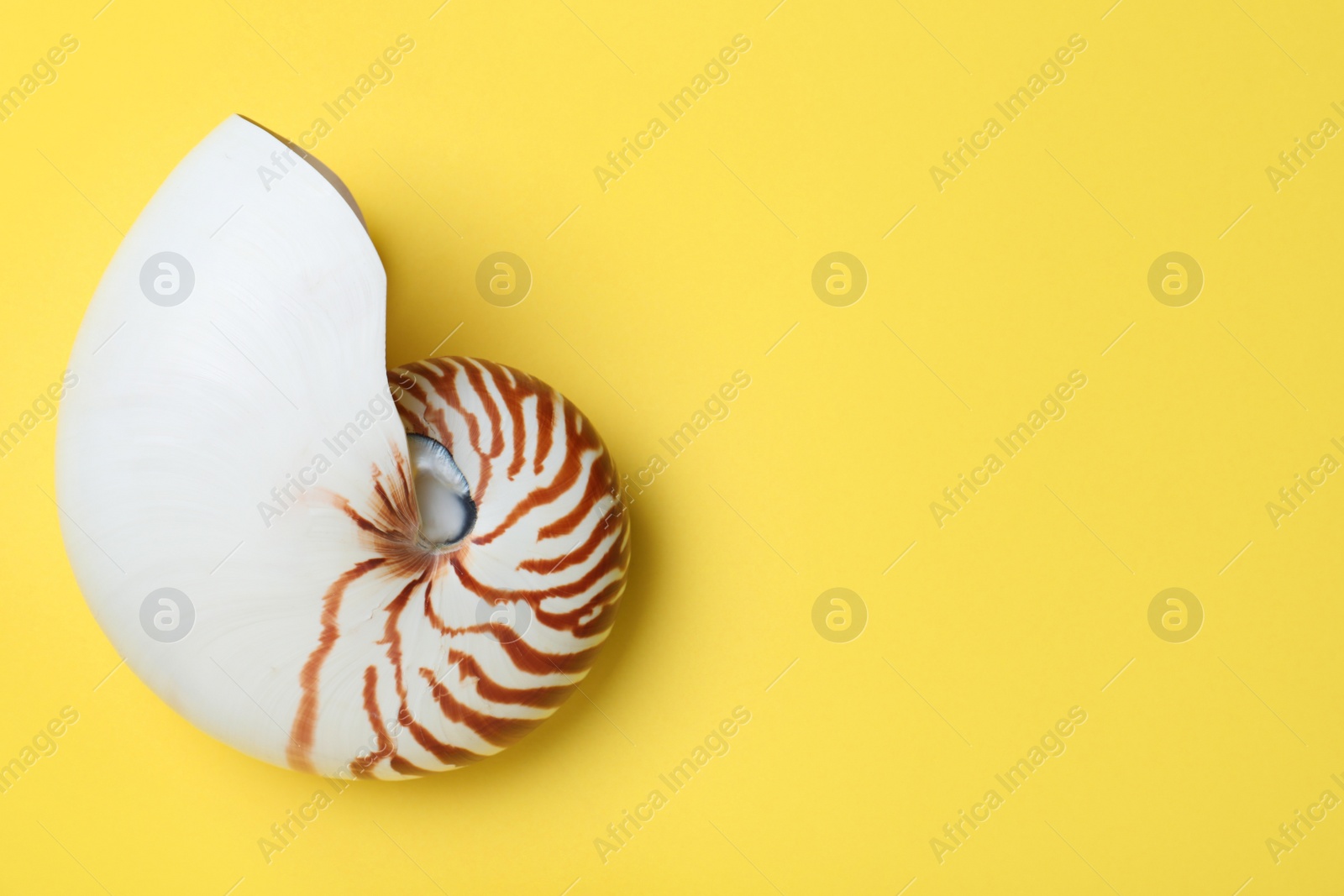 Photo of Nautilus shell on yellow background, top view. Space for text