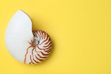 Photo of Nautilus shell on yellow background, top view. Space for text