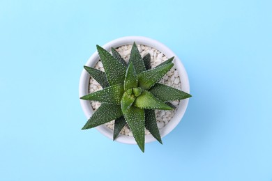 Photo of Beautiful succulent plant in pot on light blue background, top view