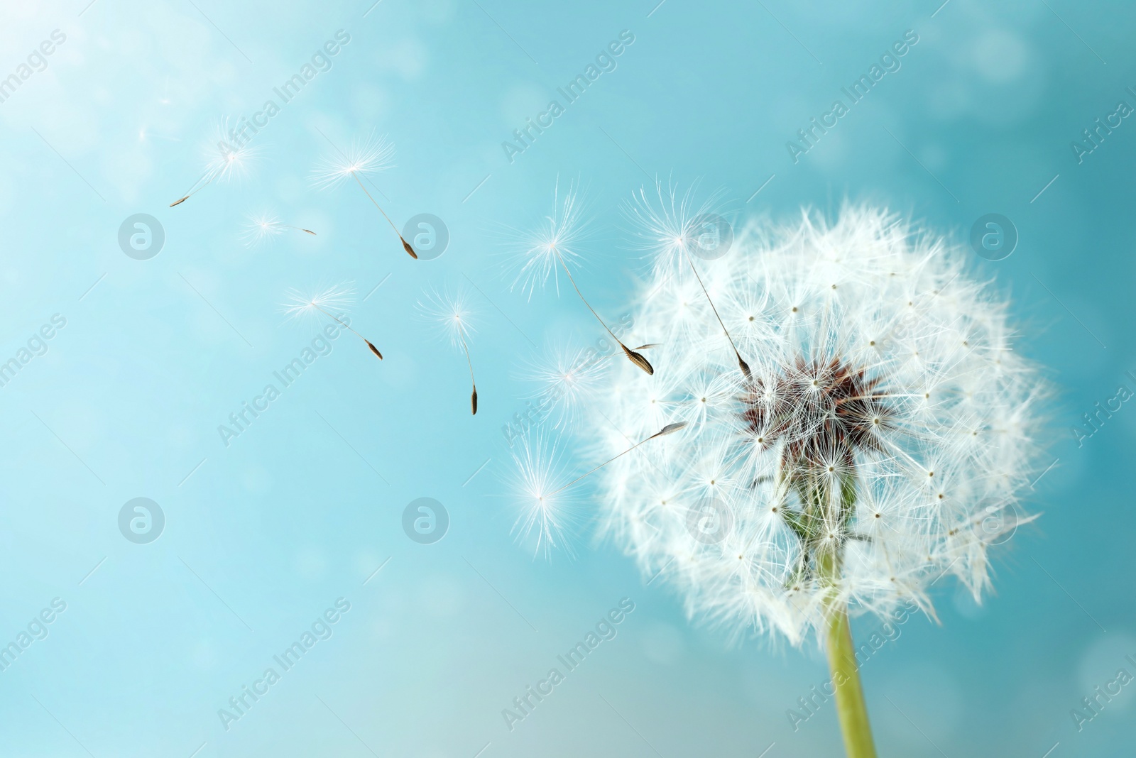 Image of Beautiful puffy dandelion and flying seeds against blue sky on sunny day 