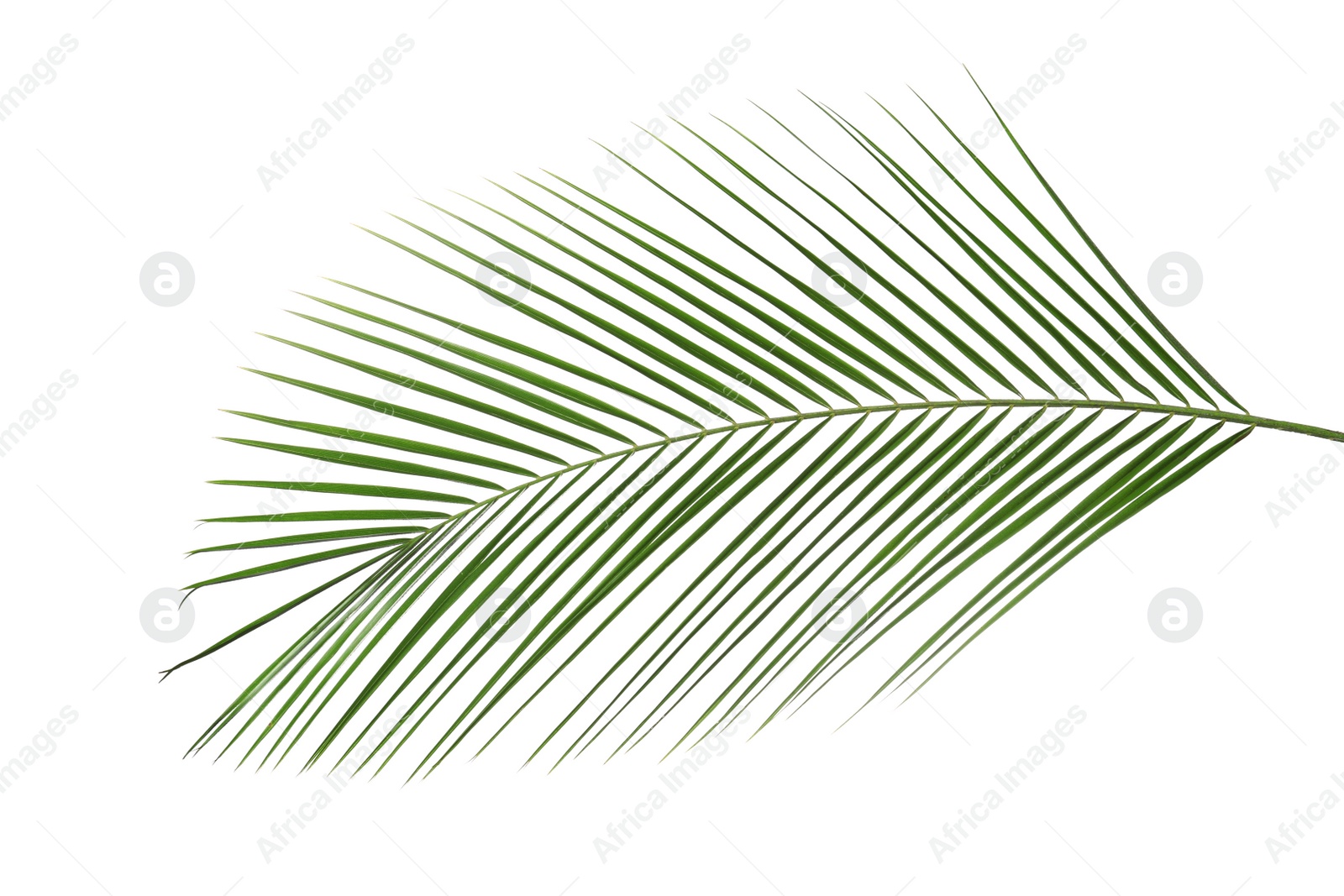 Photo of Beautiful lush tropical leaf isolated on white