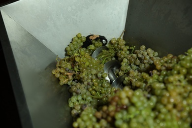 Photo of Fresh ripe grapes in crusher, closeup. Winemaking process
