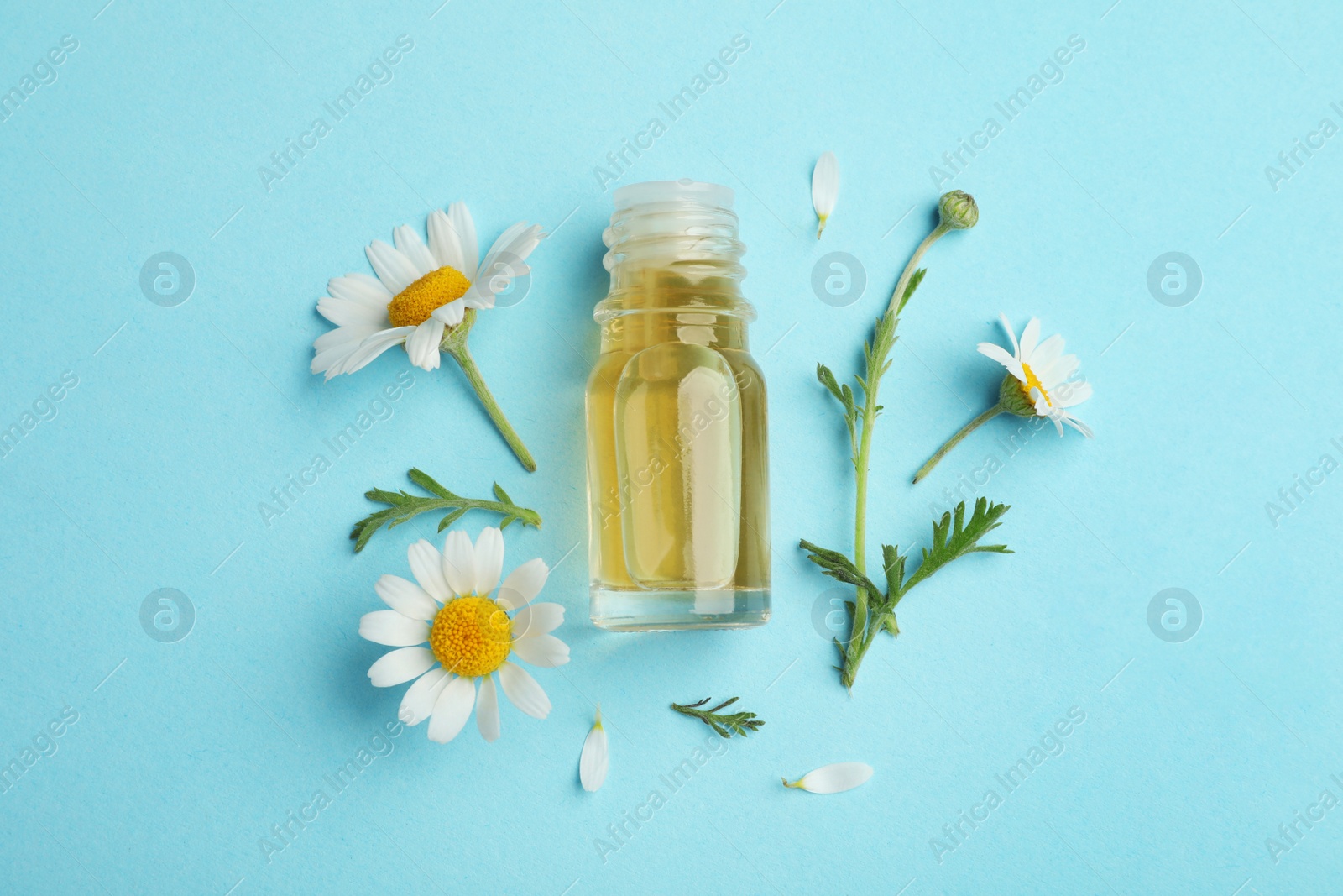 Photo of Flat lay composition with chamomile flowers and cosmetic bottle of essential oil on color background