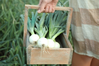 Photo of Woman holding wooden basket with fresh green onions in field, closeup