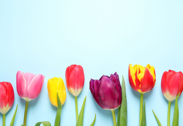 Photo of Beautiful spring tulips on light blue background, flat lay. Space for text