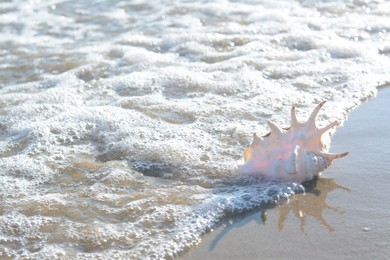 Sandy beach with beautiful shell near sea on summer day. Space for text