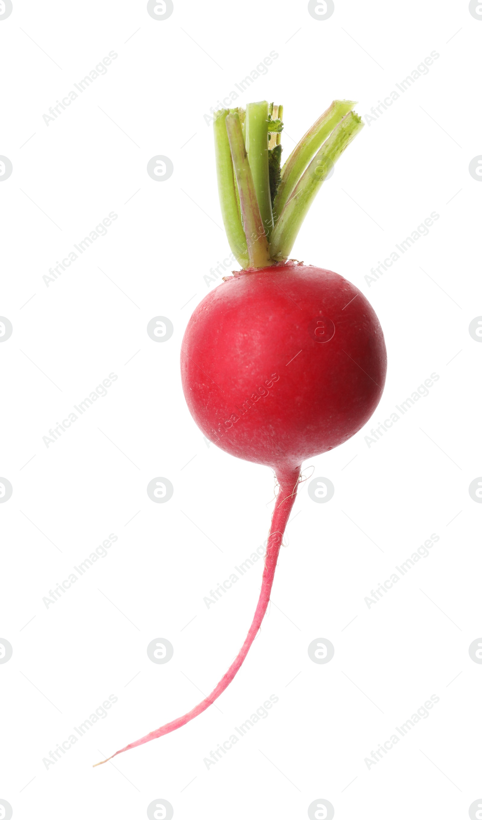 Photo of Fresh tasty ripe radish isolated on white