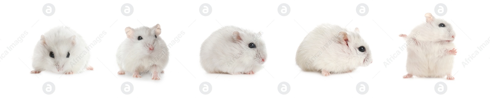 Image of Set with cute funny hamsters on white background. Banner design