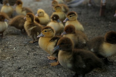 Photo of Group of cute fluffy ducklings in farmyard