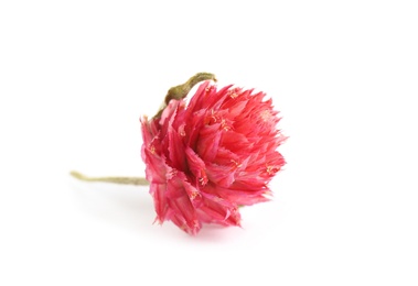 Beautiful red gomphrena flower isolated on white