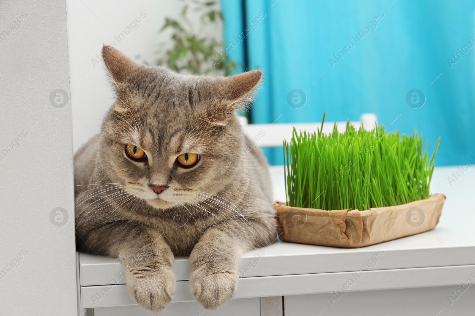 Photo of Cute cat near fresh green grass on white table indoors