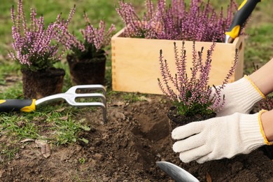 Photo of Woman planting flowering heather shrub outdoors, closeup