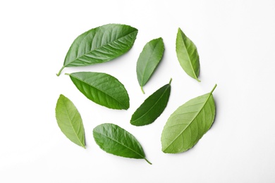 Photo of Fresh green citrus leaves on white background, top view