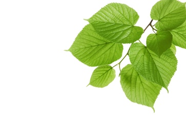 Branch with green leaves on white background