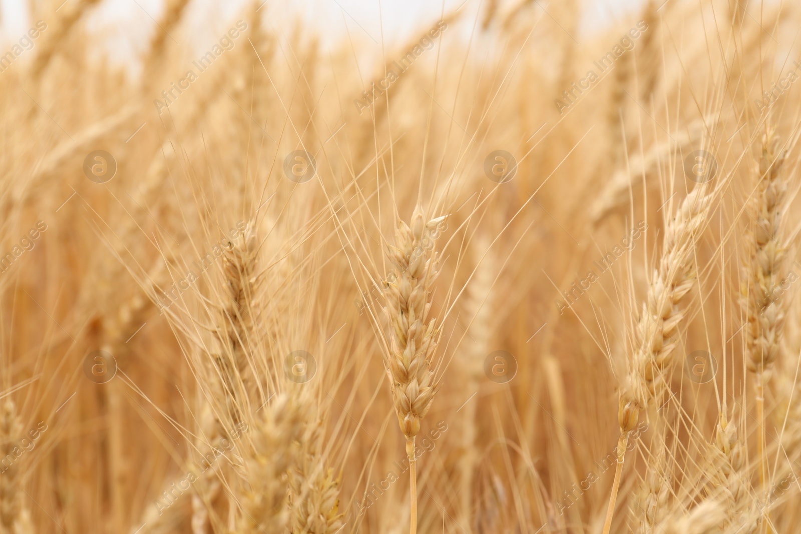 Photo of Beautiful ripe wheat spikes in agricultural field